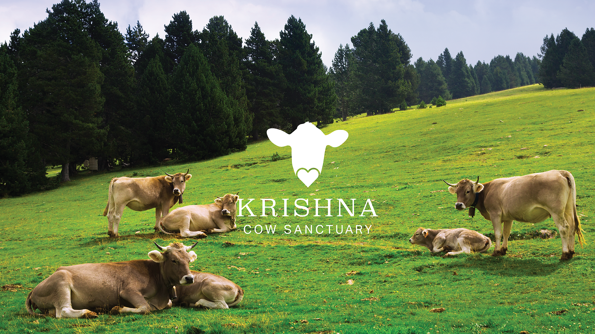 Image of cows in the meadow and Krishna Cow logo